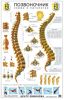 Плакат Позвоночник. Норма и патология