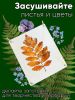 Пресс для гербария для трав, цветов и растений