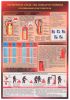 Плакат Первичные средства пожаротушения. Порошковый огнетушитель
