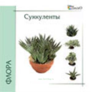 Суккуленты на CD