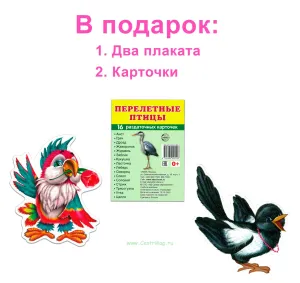 Подарочный комплект с книгой "Птицы"