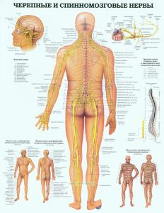 Плакат Черепные и спинномозговые нервы