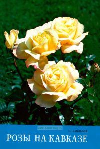 Розы на Кавказе