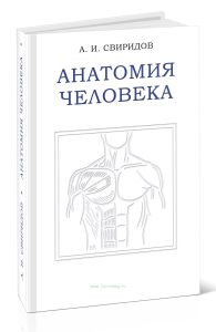 Анатомия человека