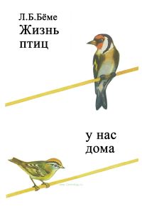 Жизнь птиц у нас дома