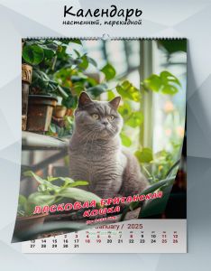 Календарь настенный, перекидной Ласковая британская кошка на 2025 год