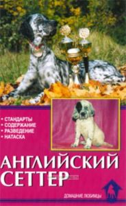 Английский сеттер. Стандарты. Содержание. Разведение