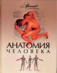 Анатомия человека