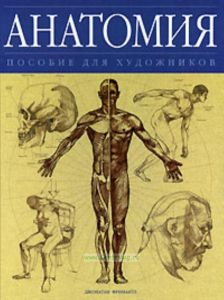 Анатомия. Пособие для художников