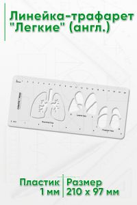 Линейка-трафарет Легкие (англ.)