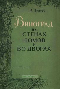 Виноград на стенах домов и во дворах